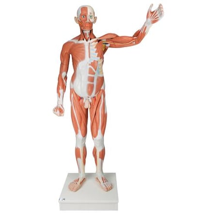 Life Size Male Muscular Figure, 37-part - W/ 3B Smart Anatomy